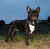 Französische Bulldogge Hund