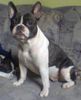 Französische Bulldogge Foto: Anischa (ID 31026) Französische Bulldogge Hund