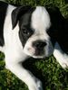 Französische Bulldogge Foto: PARIS (ID 25385) Französische Bulldogge Hund