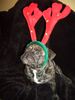 Französische Bulldogge Foto: pepe wünscht frohe weihnachten (ID 35982) Französische Bulldogge Hund
