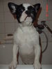 Französische Bulldogge Foto: unser Manni (ID 38987) Französische Bulldogge Hund
