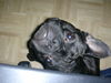 Französische Bulldogge Foto: ich versteck mich lieber unter dem sessel (ID 40535) Französische Bulldogge Hund