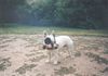 Französische Bulldogge Hund