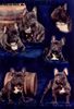 Französische Bulldogge Hund
