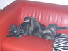 Französische Bulldogge Foto: Entspanndes Schlafen ? ? ? (ID 39828) Französische Bulldogge Hund