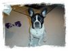 Französische Bulldogge Hund