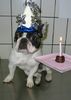 Französische Bulldogge Hund