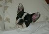 Französische Bulldogge Hund