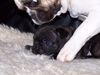 Französische Bulldogge Foto: BEN-JEAN LA AQUITAINE 5 WOCHE (ID 26450) Französische Bulldogge Hund
