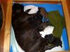 Französische Bulldogge Foto: Meine Bullyhündin und ihre Welpen (ID 45344) Französische Bulldogge Hund