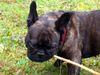 Französische Bulldogge Foto: Meine Bullyhündin als Biber (ID 45345) Französische Bulldogge Hund