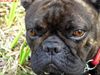 Französische Bulldogge Foto: Kopfstudie (ID 45347) Französische Bulldogge Hund
