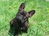 Französische Bulldogge Foto: Grüazi mitenand: i bin Olga (ID 43515) Französische Bulldogge Hund