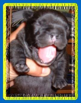 Französische Bulldogge Hunde Foto 908 Französische Bulldogge Uiiii bin ich müde!!!
