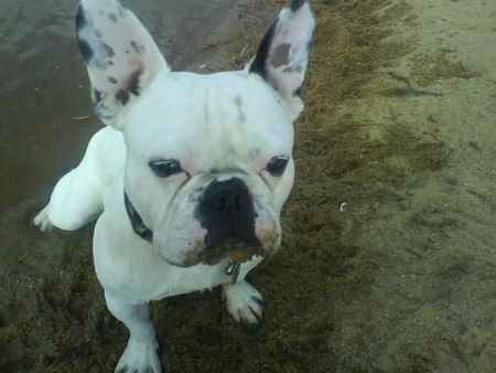 Französische Bulldogge Hunde Foto 43430 in höherer Auflösung ansehen Französische Bulldogge
