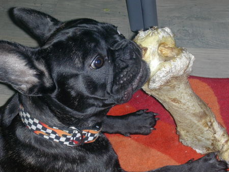 Französische Bulldogge Hunde Foto 39634 Französische Bulldogge Lecker ! ! !