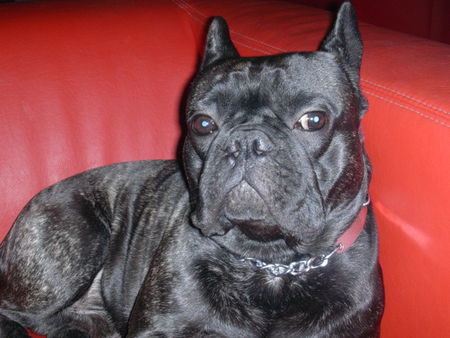 Französische Bulldogge Hunde Foto 40534 Französische Bulldogge rodney