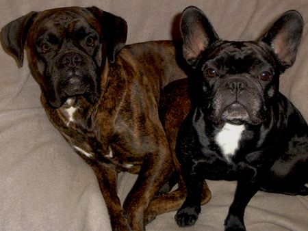 Französische Bulldogge Hunde Foto 1310 Französische Bulldogge Lemmy und sein Boxerfreund Spike