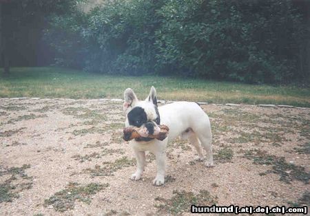 Französische Bulldogge Hunde Foto 4816 Französische Bulldogge