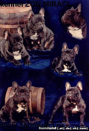 Französische Bulldogge Hunde Foto 10750 Französische Bulldogge We breed top Frenchies