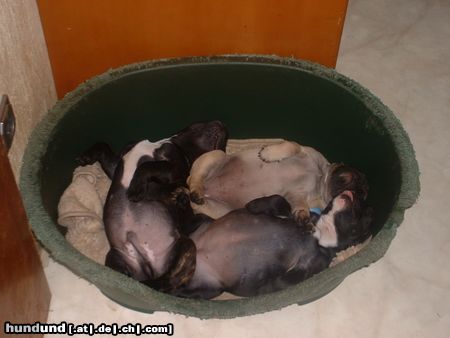 Französische Bulldogge Hunde Foto 16720 in höherer Auflösung ansehen Französische Bulldogge Schlafenszeit