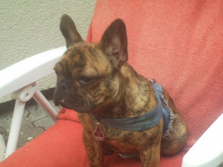 Französische Bulldogge mein goldstückle E.T.