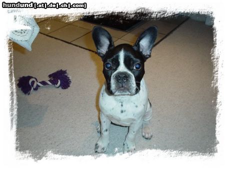 Französische Bulldogge Hunde Foto 5259 Französische Bulldogge Spike