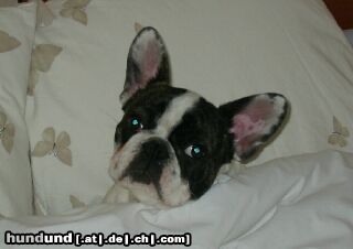 Französische Bulldogge Tess de la plaine des as