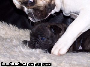 Französische Bulldogge Hunde Foto 26450 Französische Bulldogge BEN-JEAN LA AQUITAINE 5 WOCHE