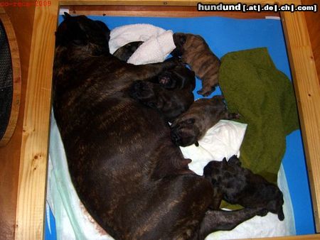 Französische Bulldogge Hunde Foto 45344 in höherer Auflösung ansehen Französische Bulldogge Meine Bullyhündin und ihre Welpen