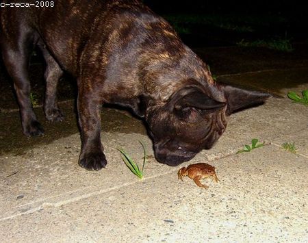 Französische Bulldogge Hunde Foto 43517 in höherer Auflösung ansehen Französische Bulldogge Olga und ihre Begegnung der 3. Art