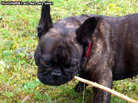 Französische Bulldogge Hunde Foto 45345 in höherer Auflösung ansehen Französische Bulldogge Meine Bullyhündin als Biber