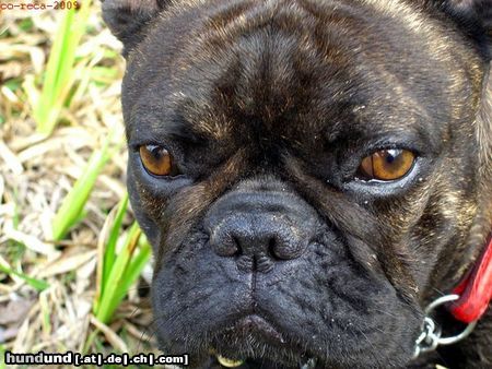 Französische Bulldogge Hunde Foto 45347 in höherer Auflösung ansehen Französische Bulldogge Kopfstudie