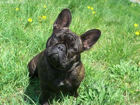 Französische Bulldogge Hunde Foto 43515 in höherer Auflösung ansehen Französische Bulldogge Grüazi mitenand: i bin Olga