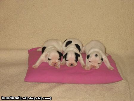 Französische Bulldogge Die 3.Musketiere