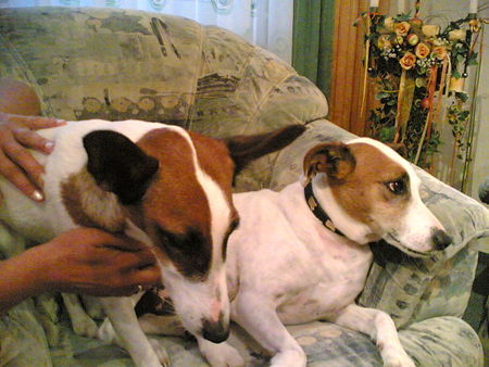 Foxterrier Glatthaar Hunde Foto 32702 Foxterrier Glatthaar Paula und Sammy