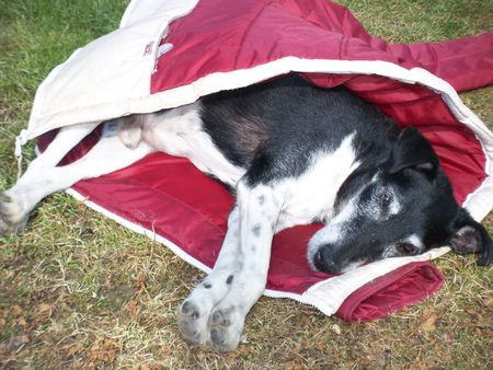 Foxterrier Glatthaar Strolch ,16 Jahre