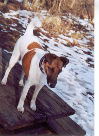 Foxterrier Glatthaar Hunde Foto 30968 Foxterrier Glatthaar auf der Suche nach dem Frühling