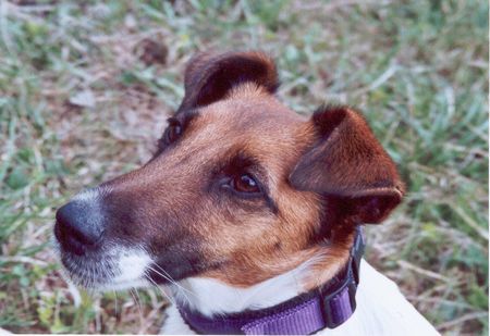 Foxterrier Glatthaar Hunde Foto 31158 Foxterrier Glatthaar Schau mir in die Augen Frauchen
