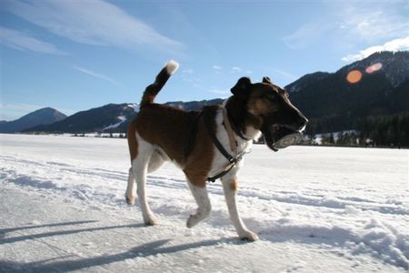 Foxterrier Glatthaar Tino beim Eislaufen und Puck-Apportieren 2007