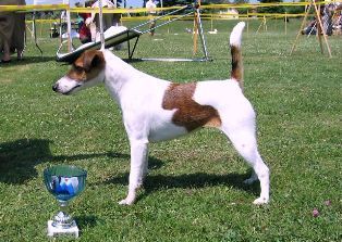 Foxterrier Glatthaar Sammy V1 CACA Gross Enzersdorf