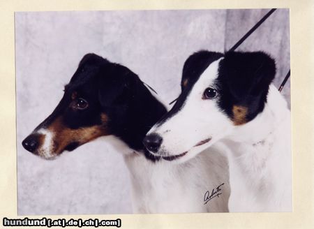 Foxterrier Glatthaar Hunde Foto 10376 Foxterrier Glatthaar Amber & Dandy