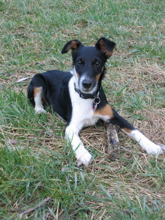 Foxterrier Glatthaar Arwen aus dem A-Wurf unterwegs...