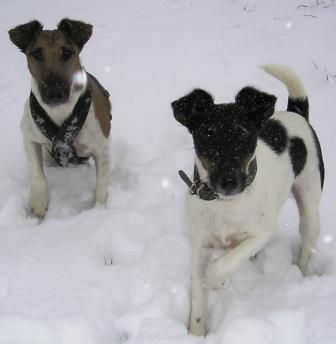 Foxterrier Glatthaar Banya und Oscar im Januar 2007