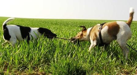 Foxterrier Glatthaar Oscar und Banya zerren am Kong