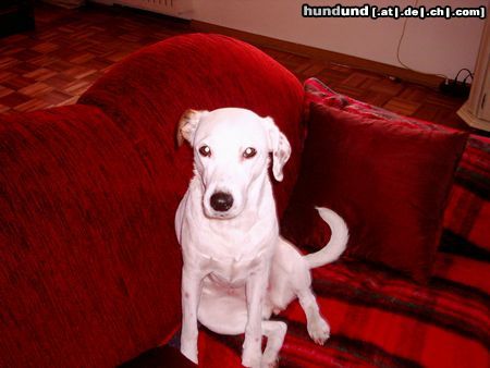 Foxterrier Glatthaar Hunde Foto 13155 Foxterrier Glatthaar Glatthaar-Foxterrier-Jack-Russel-Mix Joy