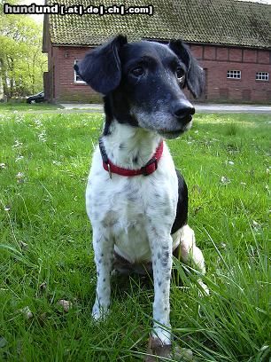 Foxterrier Glatthaar Hunde Foto 10965 Foxterrier Glatthaar Bixi 13 Jahre alt