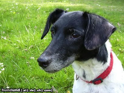 Foxterrier Glatthaar Hunde Foto 10966 Foxterrier Glatthaar Bixi 13 Jahre alt