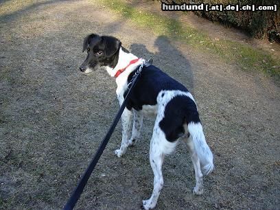 Foxterrier Glatthaar Hunde Foto 10596 Foxterrier Glatthaar Bixi Foxterrier-Mix
