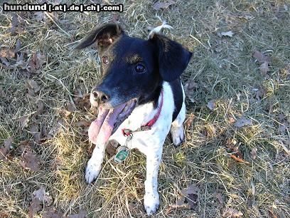 Foxterrier Glatthaar Hunde Foto 10597 Foxterrier Glatthaar Bixi Foxterrier-Mix